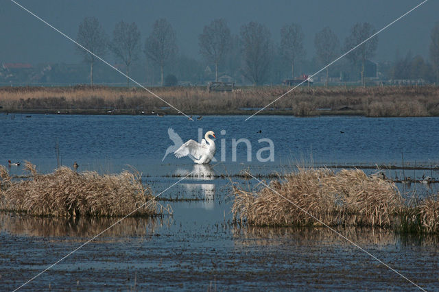 Knobbelzwaan (Cygnus olor)