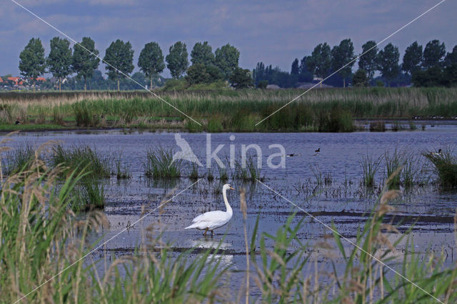 Knobbelzwaan (Cygnus olor)