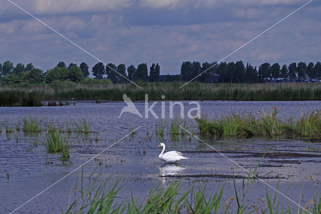 Knobbelzwaan (Cygnus olor)