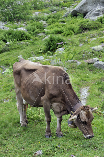 Koe (Bos domesticus)