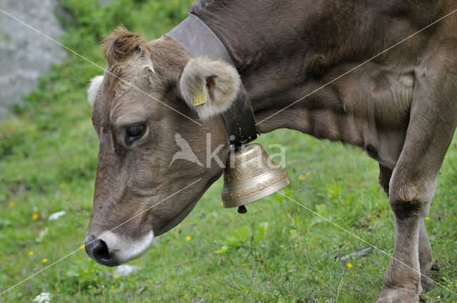 Koe (Bos domesticus)