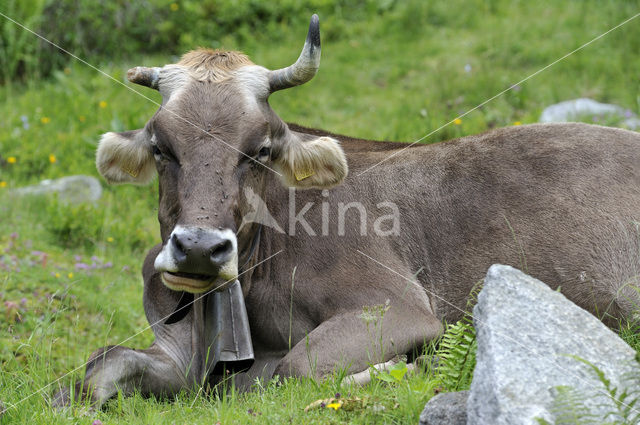 Koe (Bos domesticus)