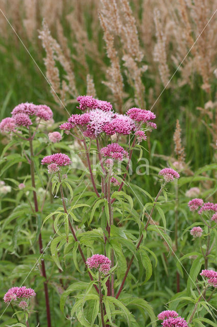 Koninginnekruid (Eupatorium cannabinum)