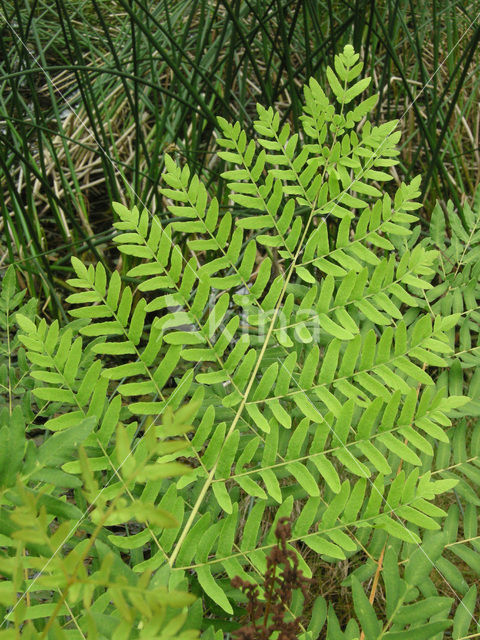 Koningsvaren (Osmunda regalis)