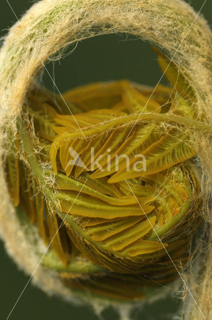 Koningsvaren (Osmunda regalis)