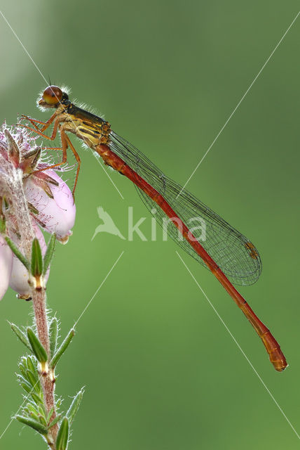 Koraaljuffer (Ceriagrion tenellum)