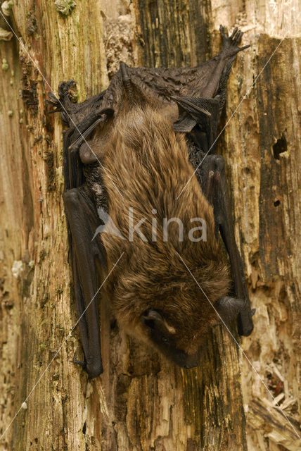 Laatvlieger (Eptesicus serotinus)