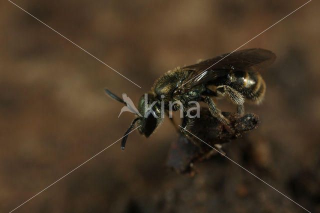 Brassy Mining Bee (Lasioglossum morio)