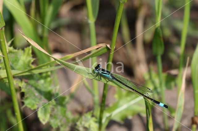 Lantaarntje (Ischnura elegans)