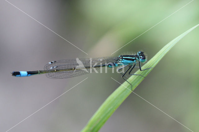 Lantaarntje (Ischnura elegans)