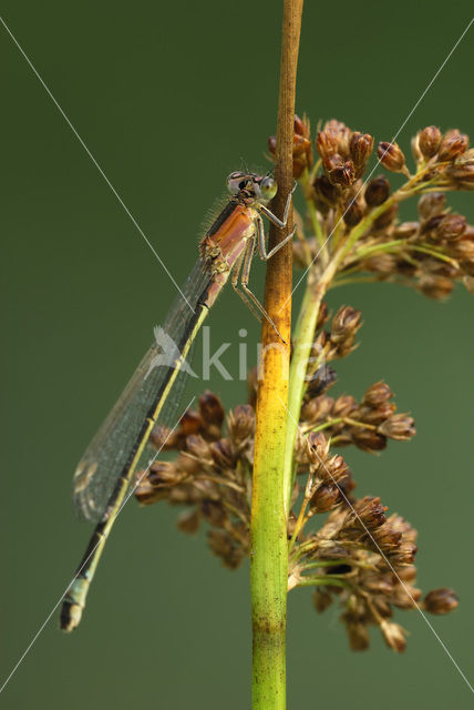 Lantaarntje (Ischnura elegans)