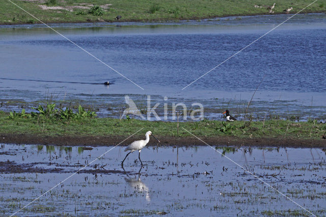 Lepelaar (Platalea leucorodia)