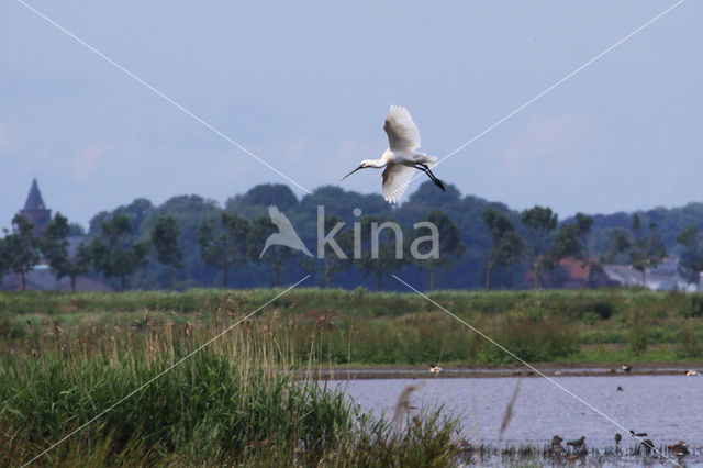 Lepelaar (Platalea leucorodia)