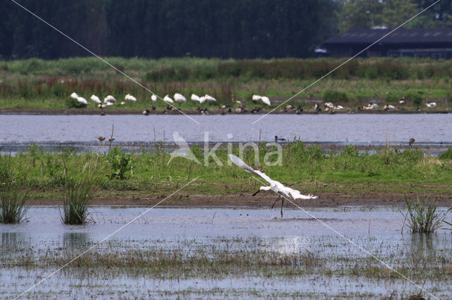 Lepelaar (Platalea leucorodia)