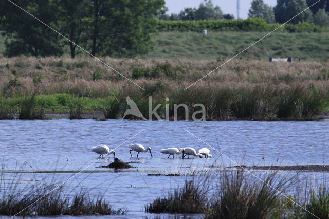 Lepelaar (Platalea leucorodia)