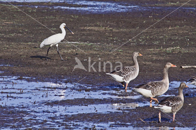 Lepelaar (Platalea leucorodia)