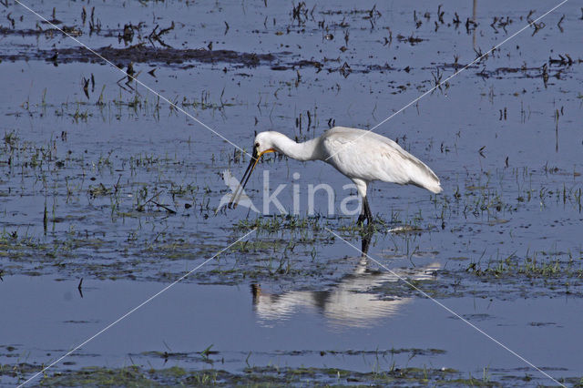 Lepelaar (Platalea leucorodia)