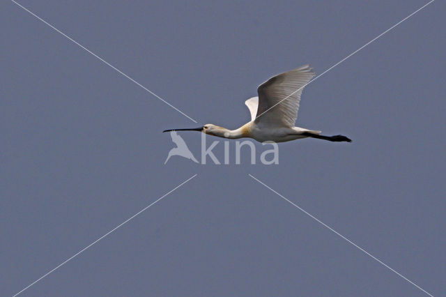 Lepelaar (Platalea leucorodia)