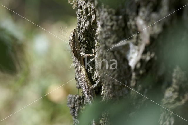 Levendbarende hagedis (Zootoca vivipara)