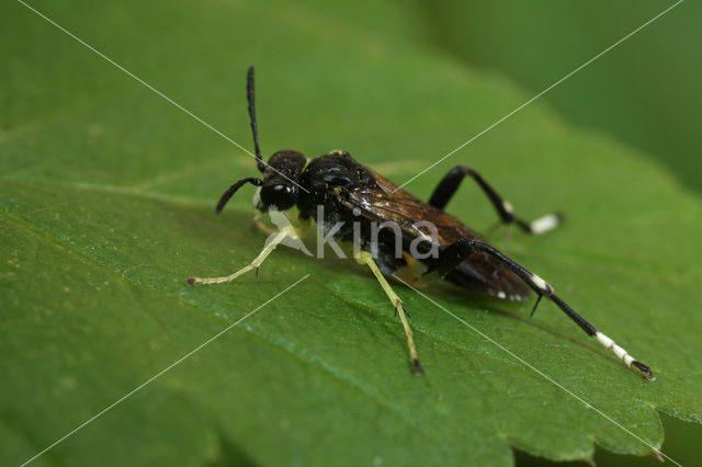 Macrophya montana