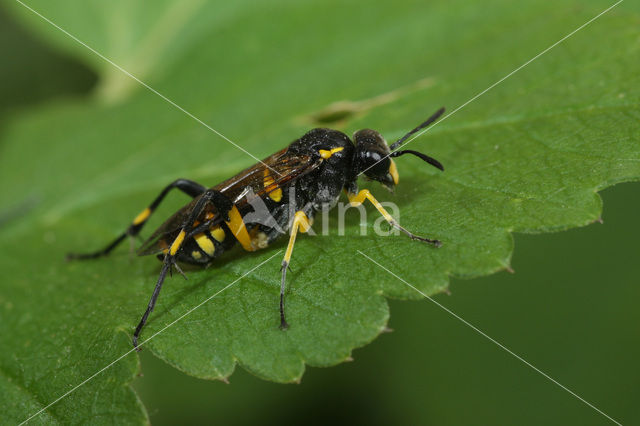 Macrophya montana