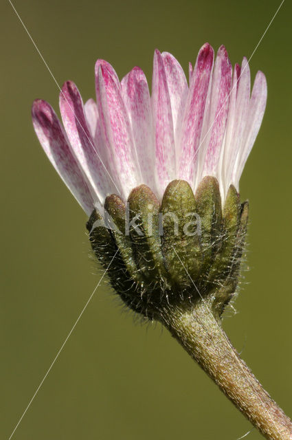 Madeliefje (Bellis perennis)