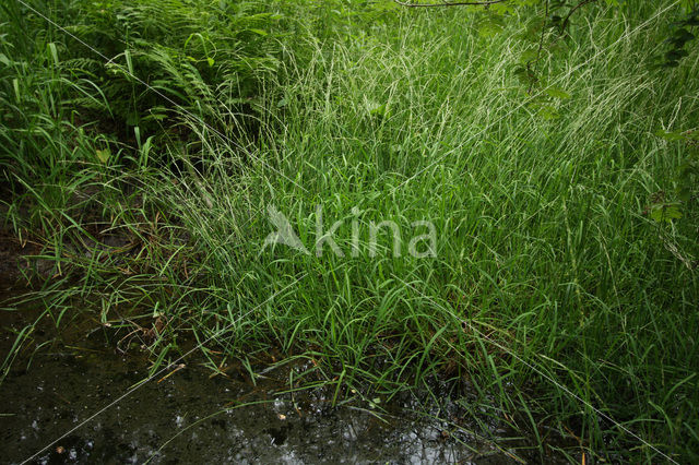 Mannagras (Glyceria fluitans)