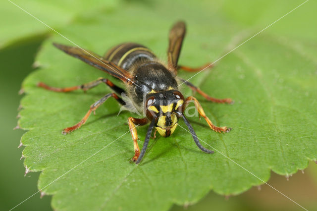 Middelste wesp (Dolichovespula media)