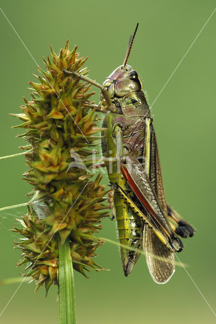 Moerassprinkhaan (Stethophyma grossum)