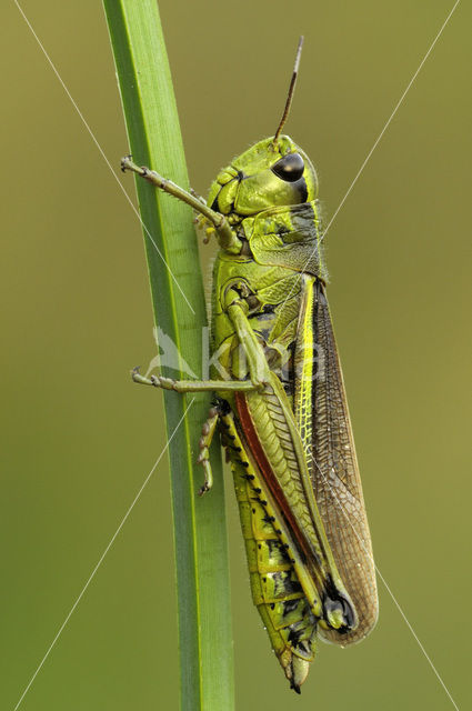 Large Marsh Grasshopper (Stethophyma grossum)