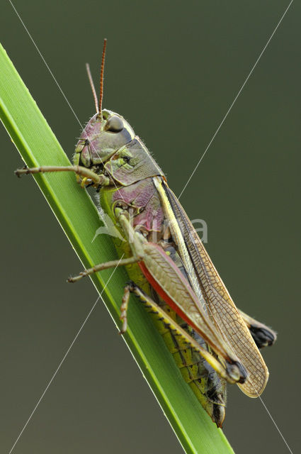 Moerassprinkhaan (Stethophyma grossum)