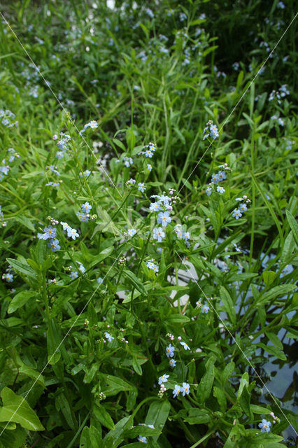 Moerasvergeet-mij-nietje (Myosotis scorpioides)