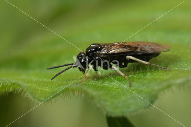 Monophadnus pallescens