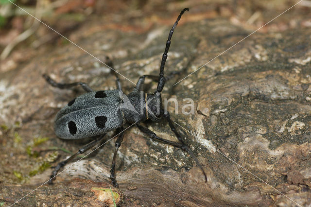 Morimus funereus (rode lijst  IUCN