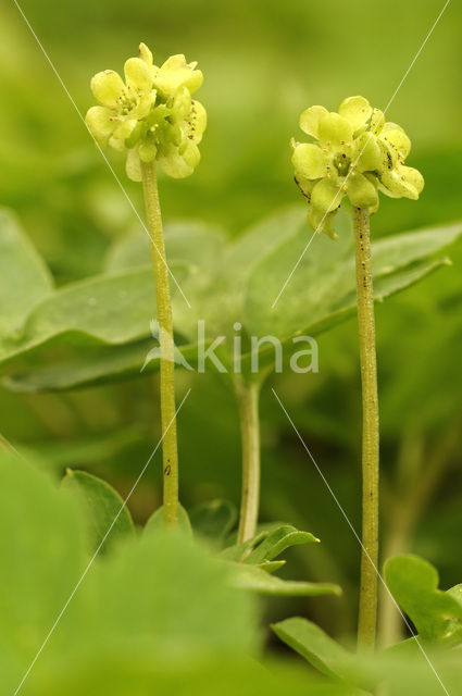 Muskuskruid (Adoxa moschatellina)