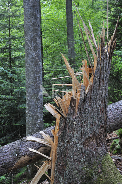 Nationaal park Beierse Woud