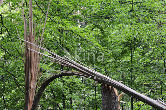 Nationaal park Beierse Woud