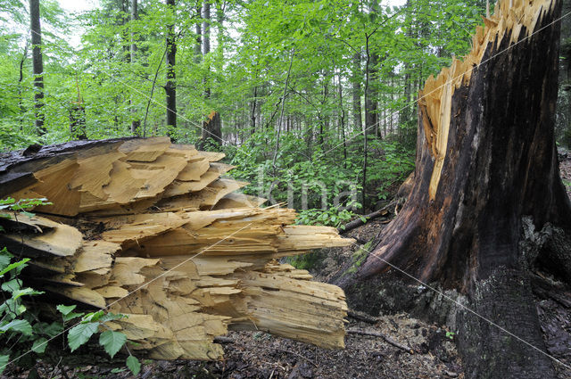 Nationaal park Beierse Woud