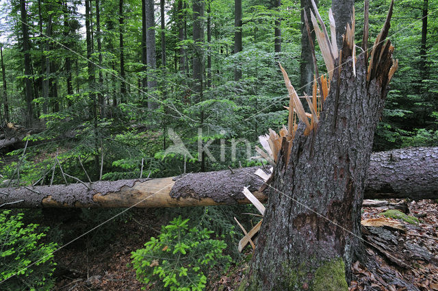 Nationaal park Beierse Woud