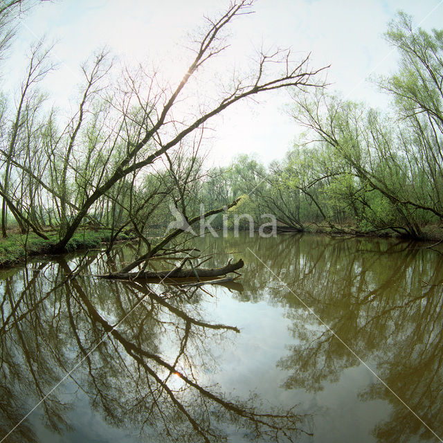 Nationaal Park de Biesbosch