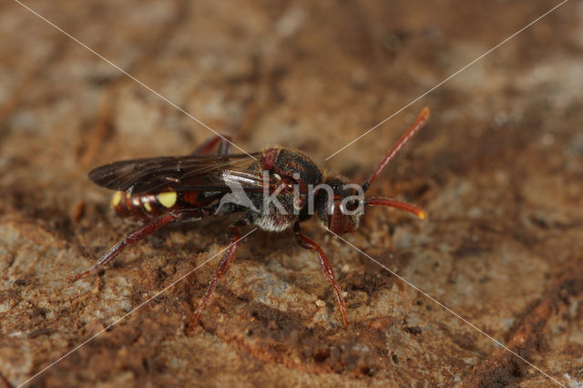 Nomada moeschleri