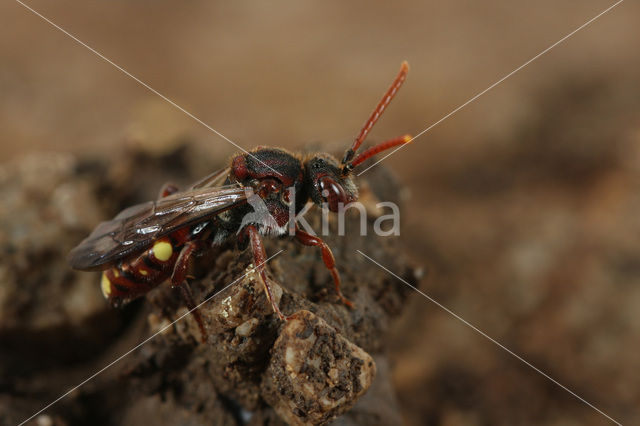 Nomada moeschleri