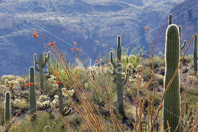 Ocotillo (Fouquieria splendens)