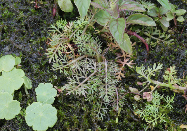 Ondergedoken moerasscherm (Apium inundatum)