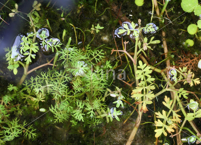 Ondergedoken moerasscherm (Apium inundatum)