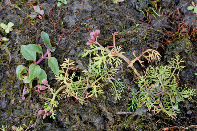 Ondergedoken moerasscherm (Apium inundatum)