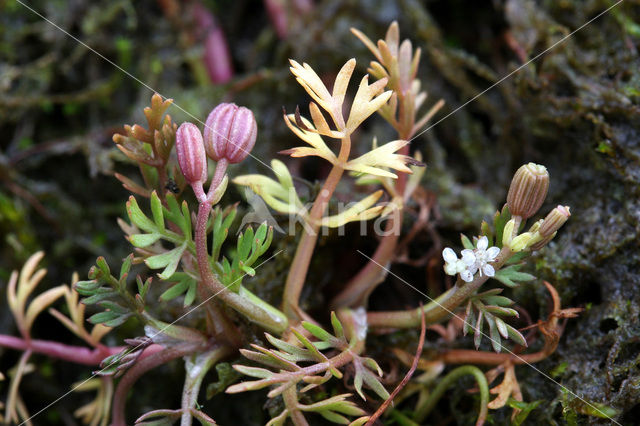 Ondergedoken moerasscherm (Apium inundatum)