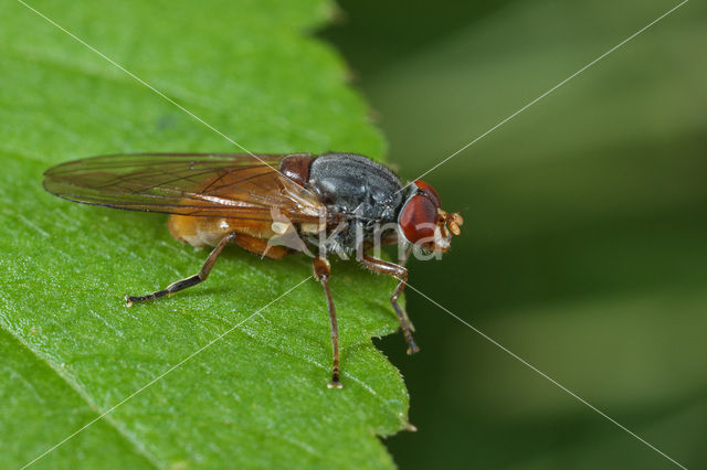 Oostelijke Sapzwever (Brachyopa pilosa)