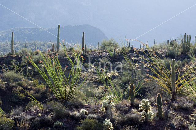 Organ Pipe Cactus National Monument