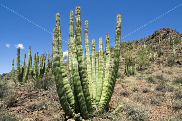 Orgelpijpcactus (Stenocereus thurberi)